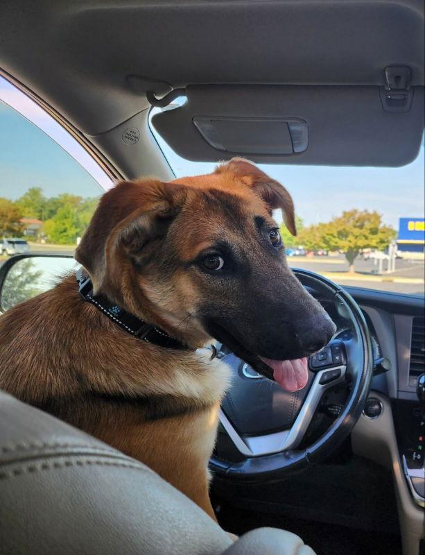 Pipsy ("Griffin"), Adopted, Young Male German Shepherd Dog & Great Pyrenees.