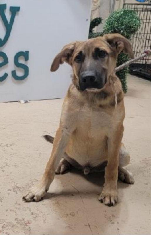 Enlarge Pipsy ("Griffin"), a Adopted mixed breed in Winston Salem, NC image 2/3