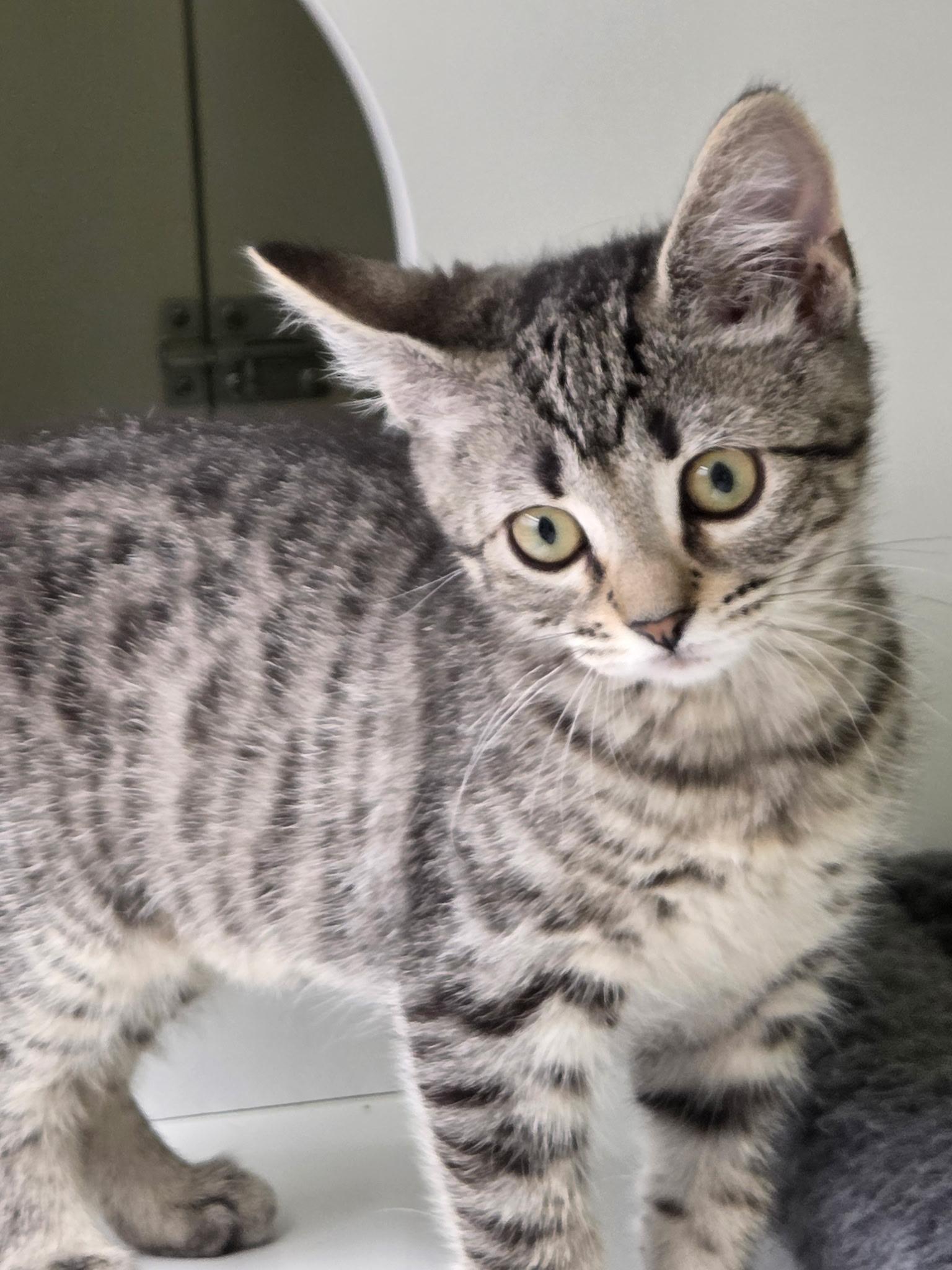 Wilma, a ADOPTABLE Domestic Short Hair in Plainview, NY image 3/3