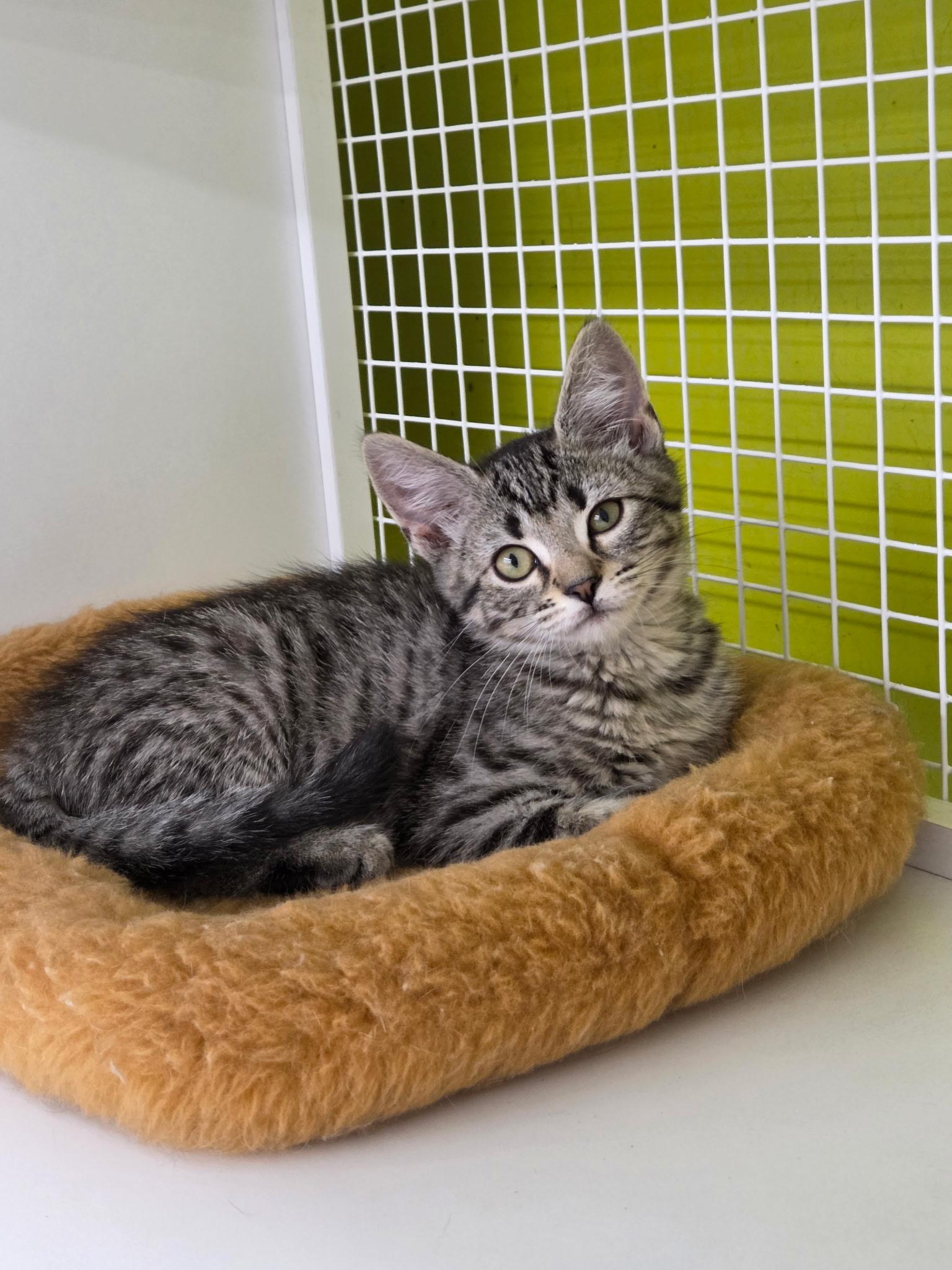 Wilma, ADOPTABLE, Kitten Female Domestic Short Hair.
