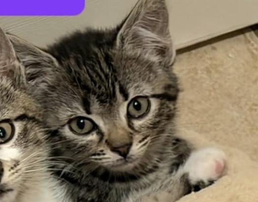 Wilma, a ADOPTABLE Domestic Short Hair in Plainview, NY image 2/3