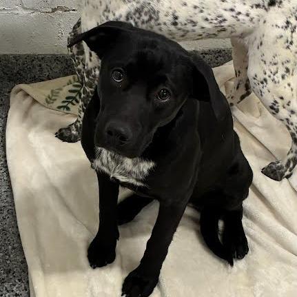 Ruthie, Adoptable, Young Female Mixed Breed.