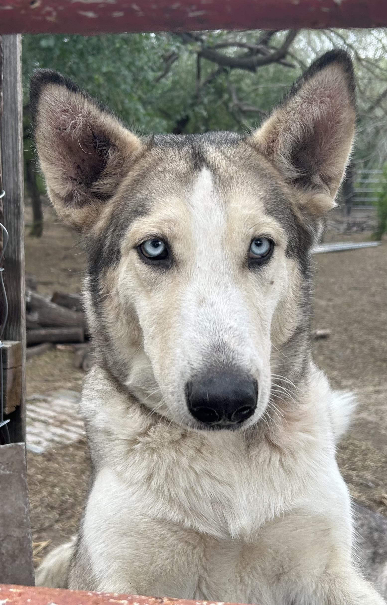 Stormy, a Adoptable Siberian Husky in Nampa, ID image 1/2