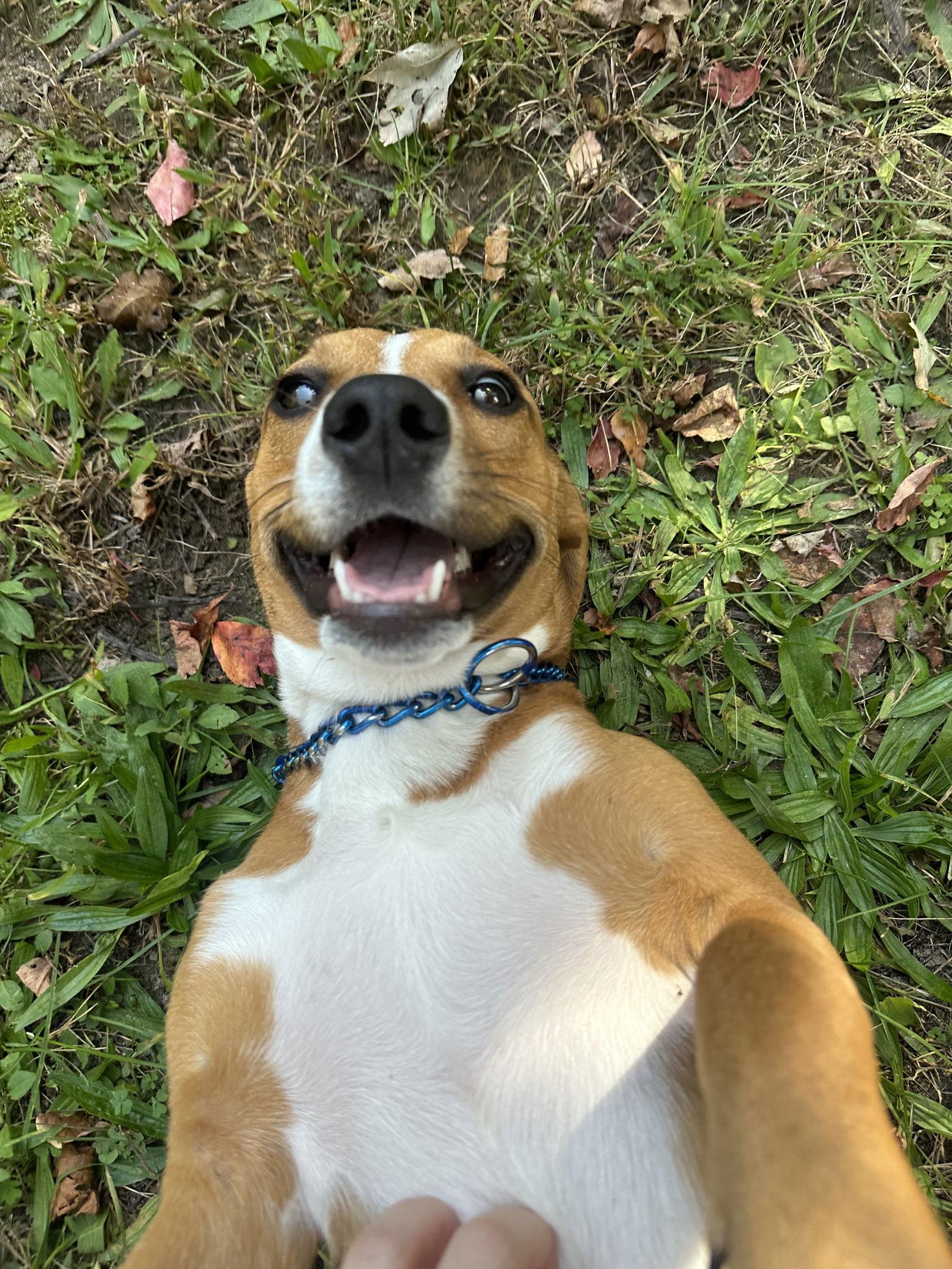 Enlarge Izzy-pending, a Adopted Hound in Brick, NJ image 1/3