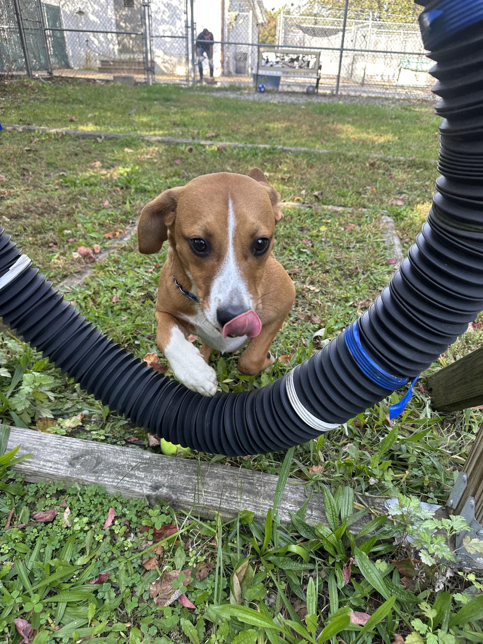 Enlarge Izzy-pending, a Adopted Hound in Brick, NJ image 2/3