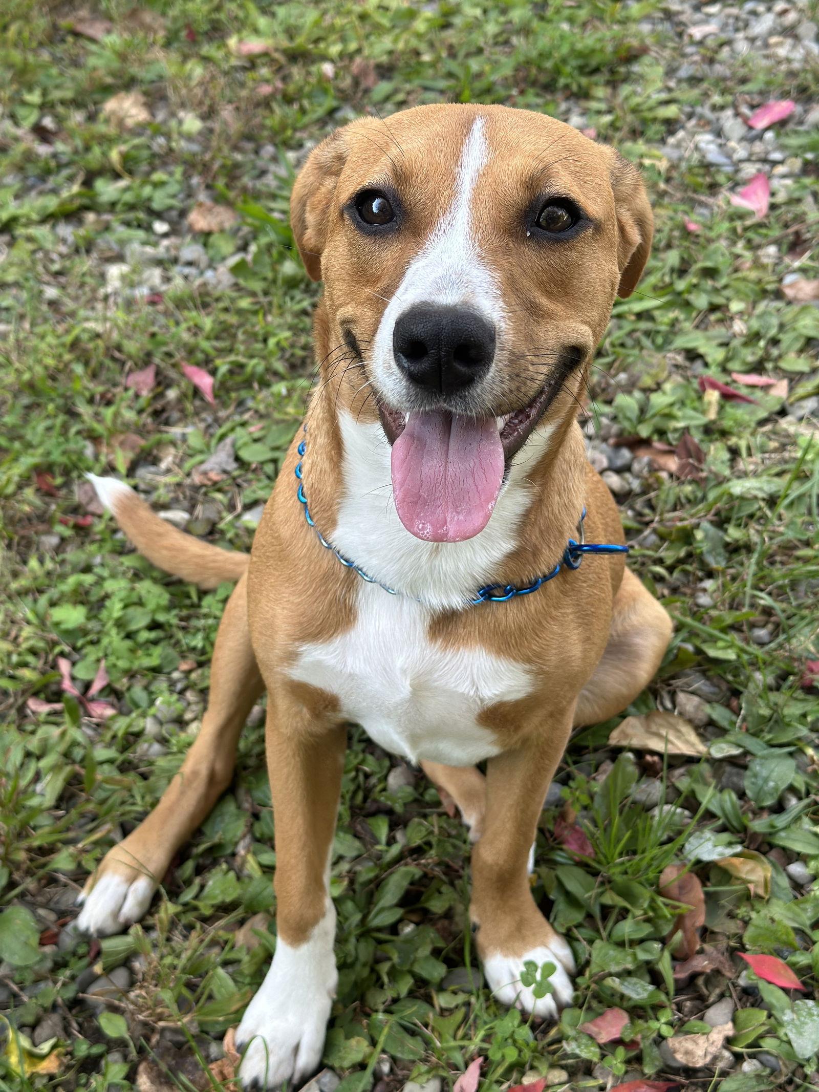 Enlarge Izzy-pending, a Adopted Hound in Brick, NJ image 3/3