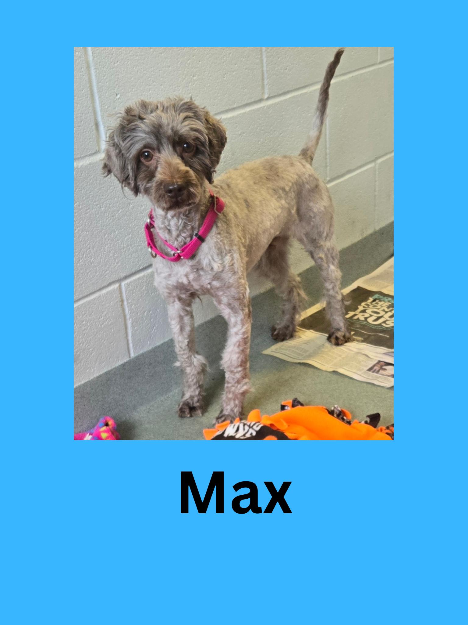 Max, ADOPTABLE, Adult Male Mixed Breed.