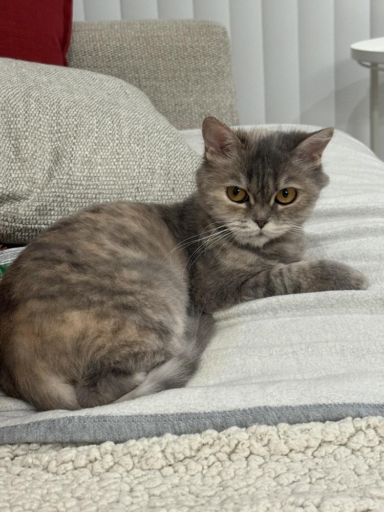 Malia, Adoptable, Kitten Female Exotic Shorthair.