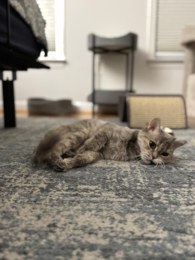 Malia, Adoptable, Kitten Female Exotic Shorthair.