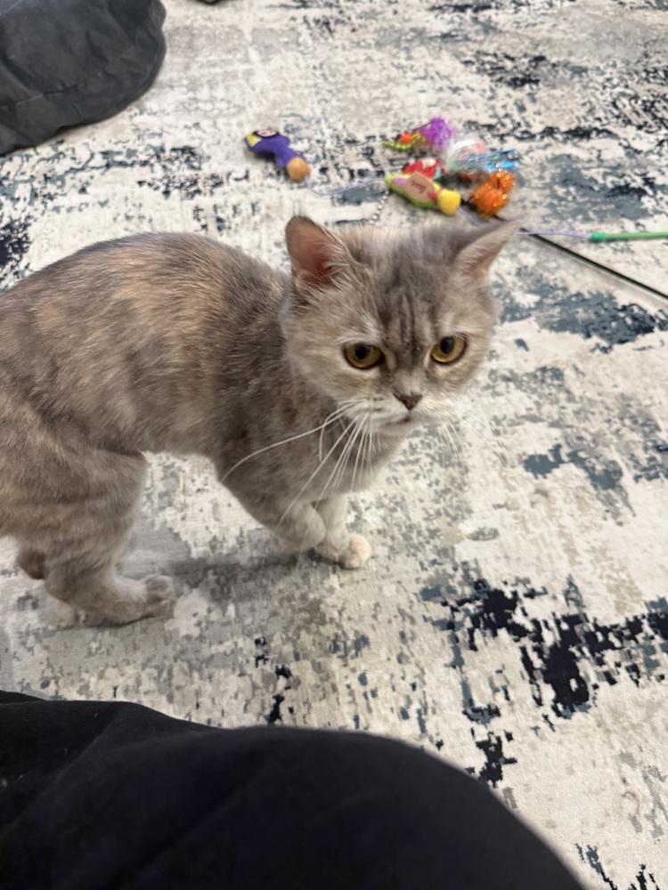 Malia, Adoptable, Kitten Female Exotic Shorthair & Domestic Medium Hair.