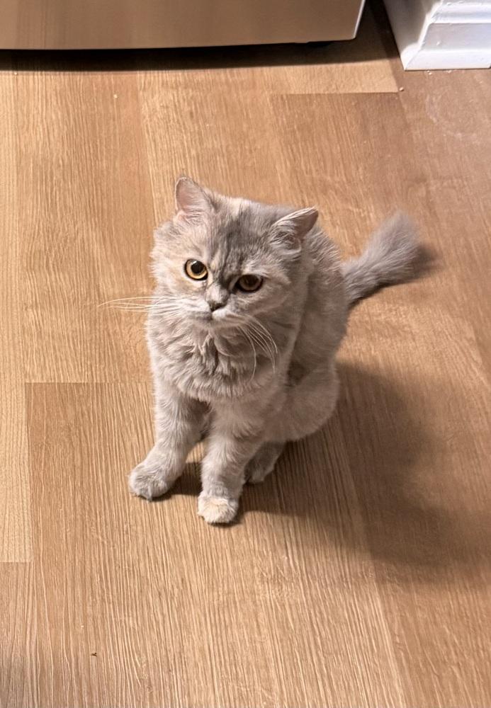 Enlarge Malia, a Adoptable mixed breed in Vienna , VA image 3/6