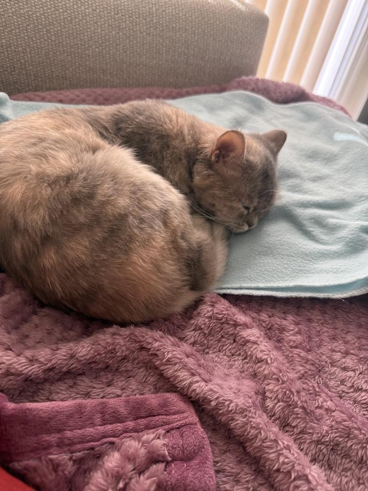 Enlarge Malia, a Adoptable mixed breed in Vienna , VA image 4/6