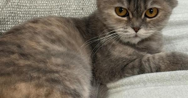 Enlarge Malia, a Adoptable mixed breed in Vienna , VA image 4/6