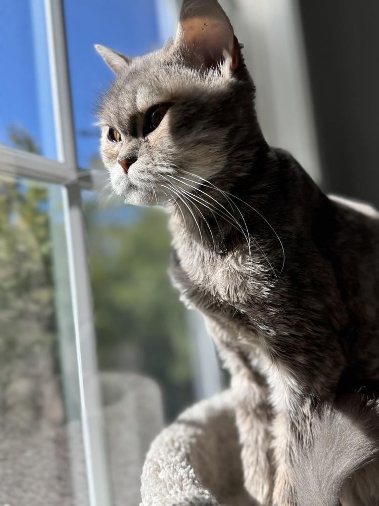 Malia, a Adoptable mixed breed in Vienna , VA image 2/5