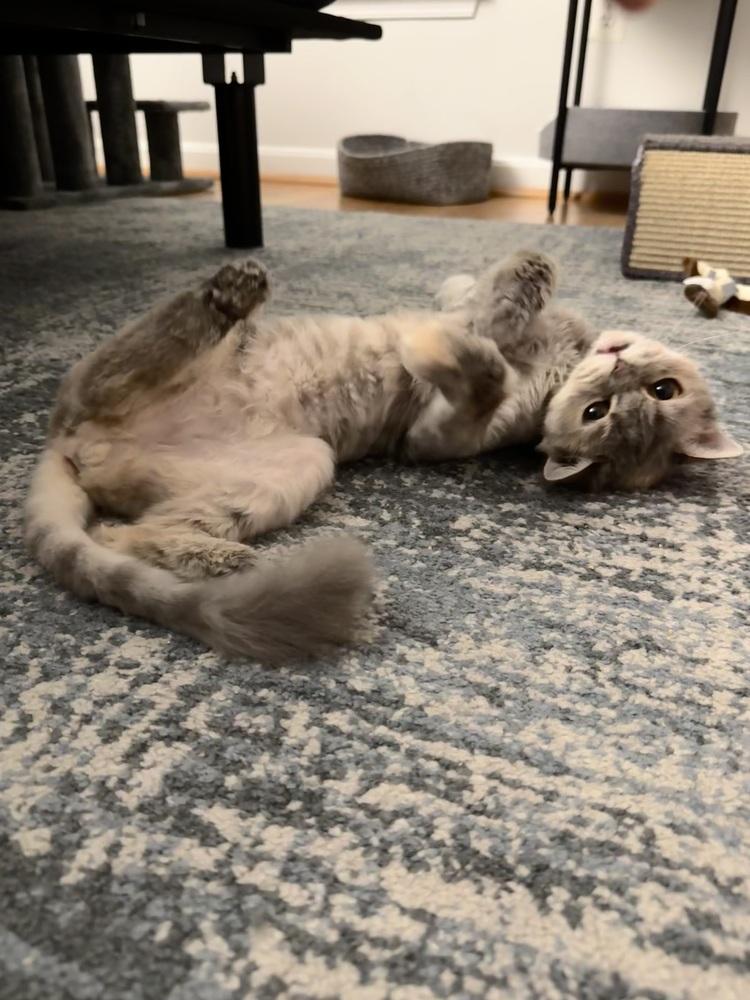 Malia, a Adoptable mixed breed in Vienna , VA image 3/5