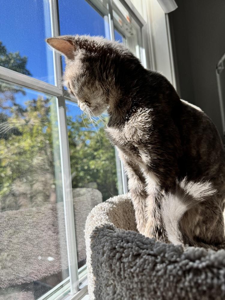 Malia, a Adoptable mixed breed in Vienna , VA image 4/5