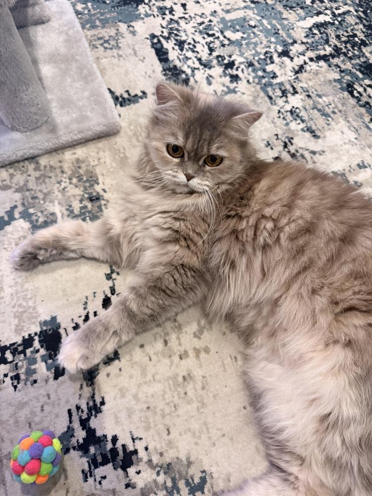 Enlarge Malia, a Adoptable mixed breed in Vienna , VA image 6/6