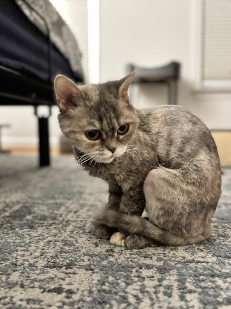 Malia, a Adoptable mixed breed in Vienna , VA image 5/5