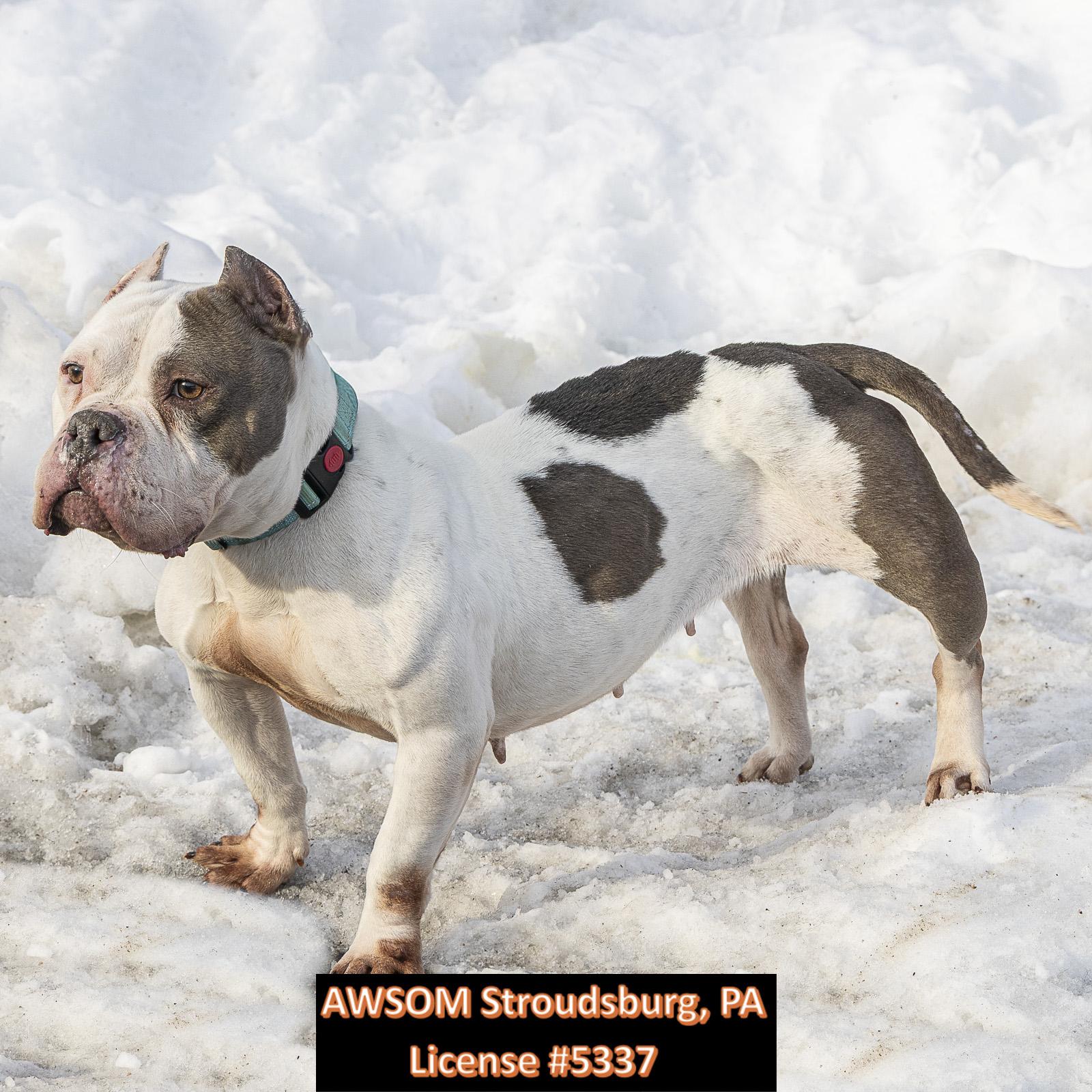 Enlarge Ocean, a ADOPTABLE mixed breed in Stroudsburg, PA image 2/2