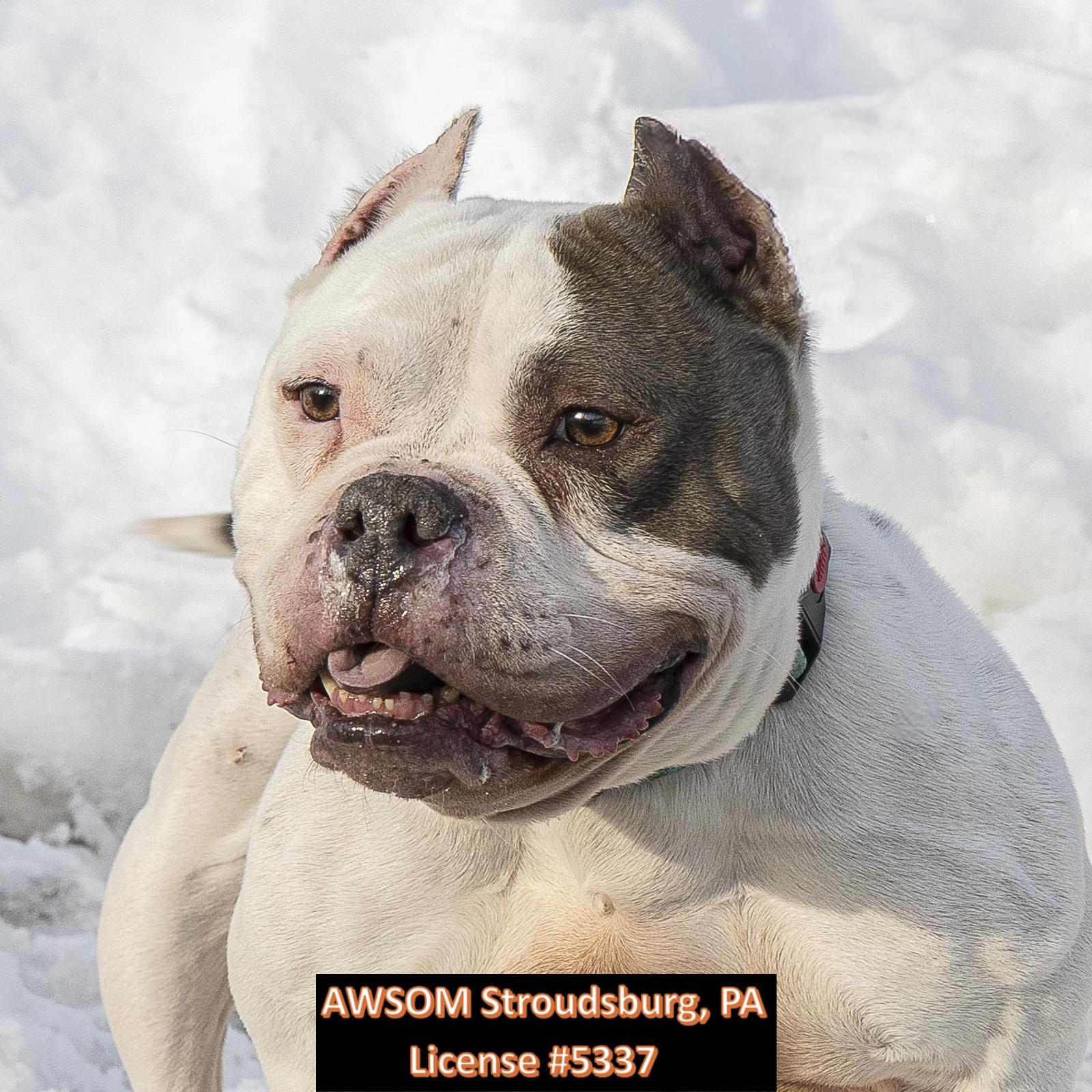 Enlarge Ocean, a ADOPTABLE mixed breed in Stroudsburg, PA image 1/2