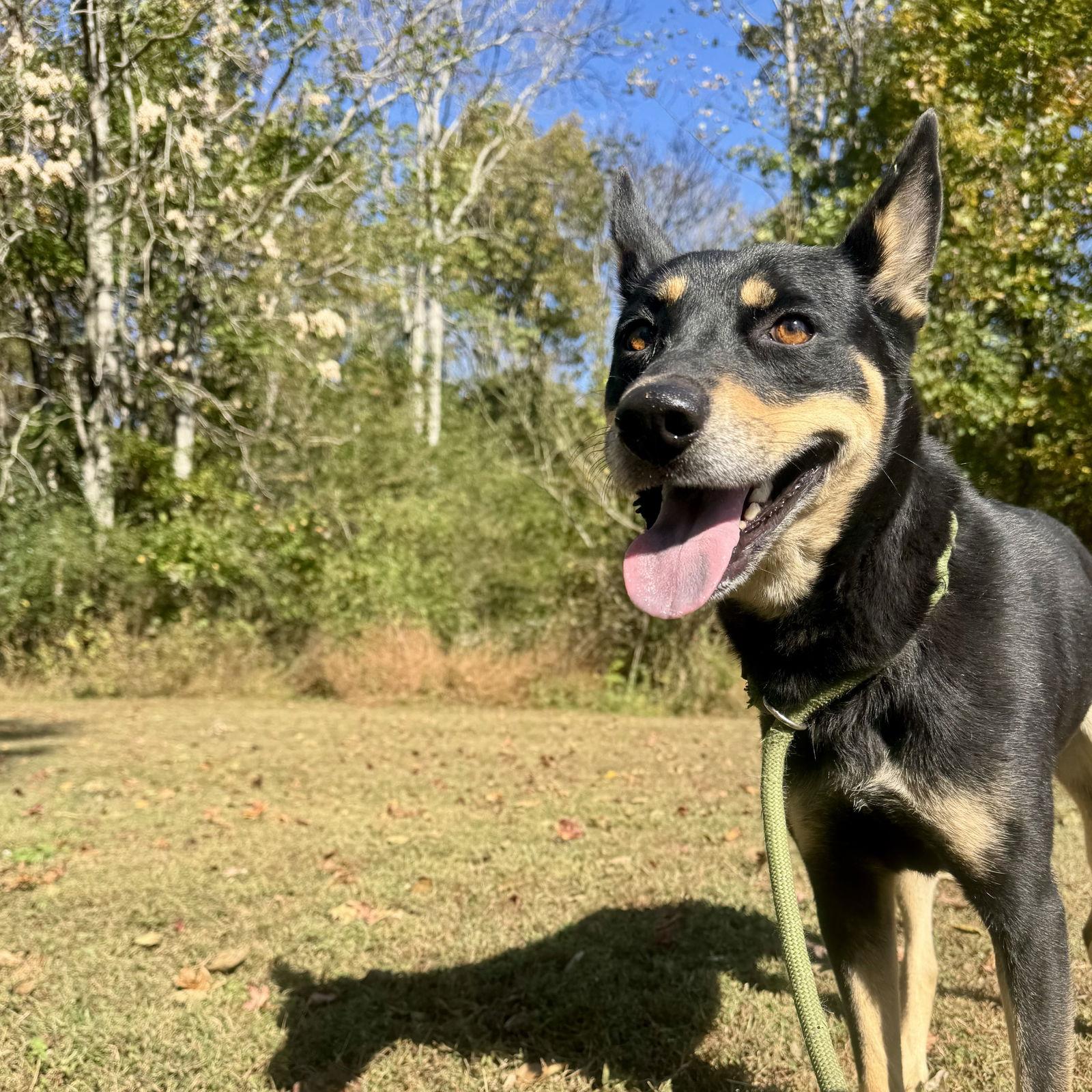 Enlarge Polly, a Adoptable mixed breed in Sparta, TN image 1/2