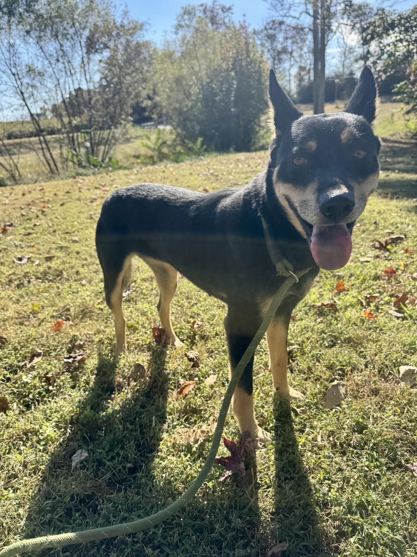 Enlarge Polly, a Adoptable mixed breed in Sparta, TN image 2/2