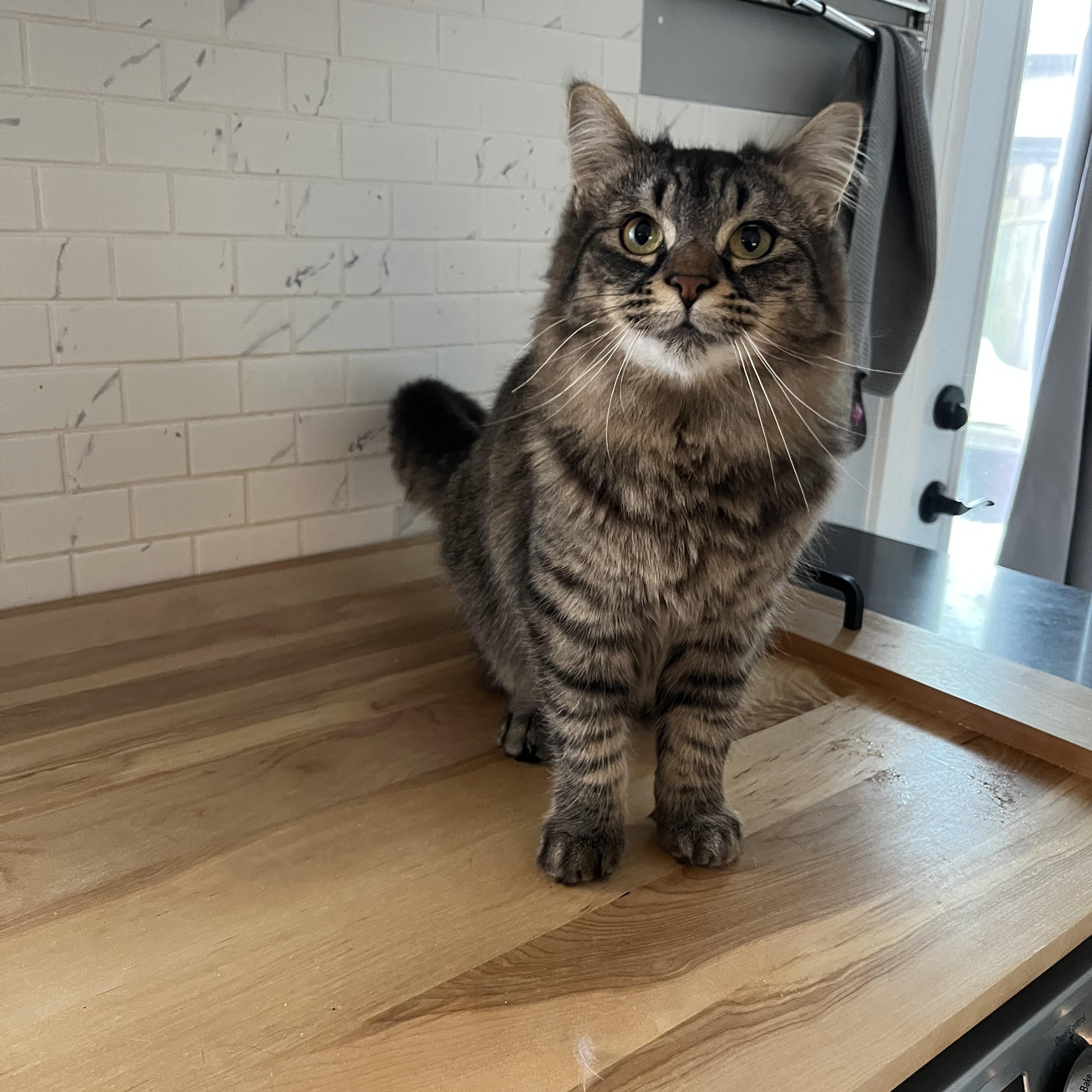 Enlarge Uranus *MUST BE ADOPTED AS A BUDDY CAT*, an adopted Domestic Medium Hair in Toronto, ON image 2/4