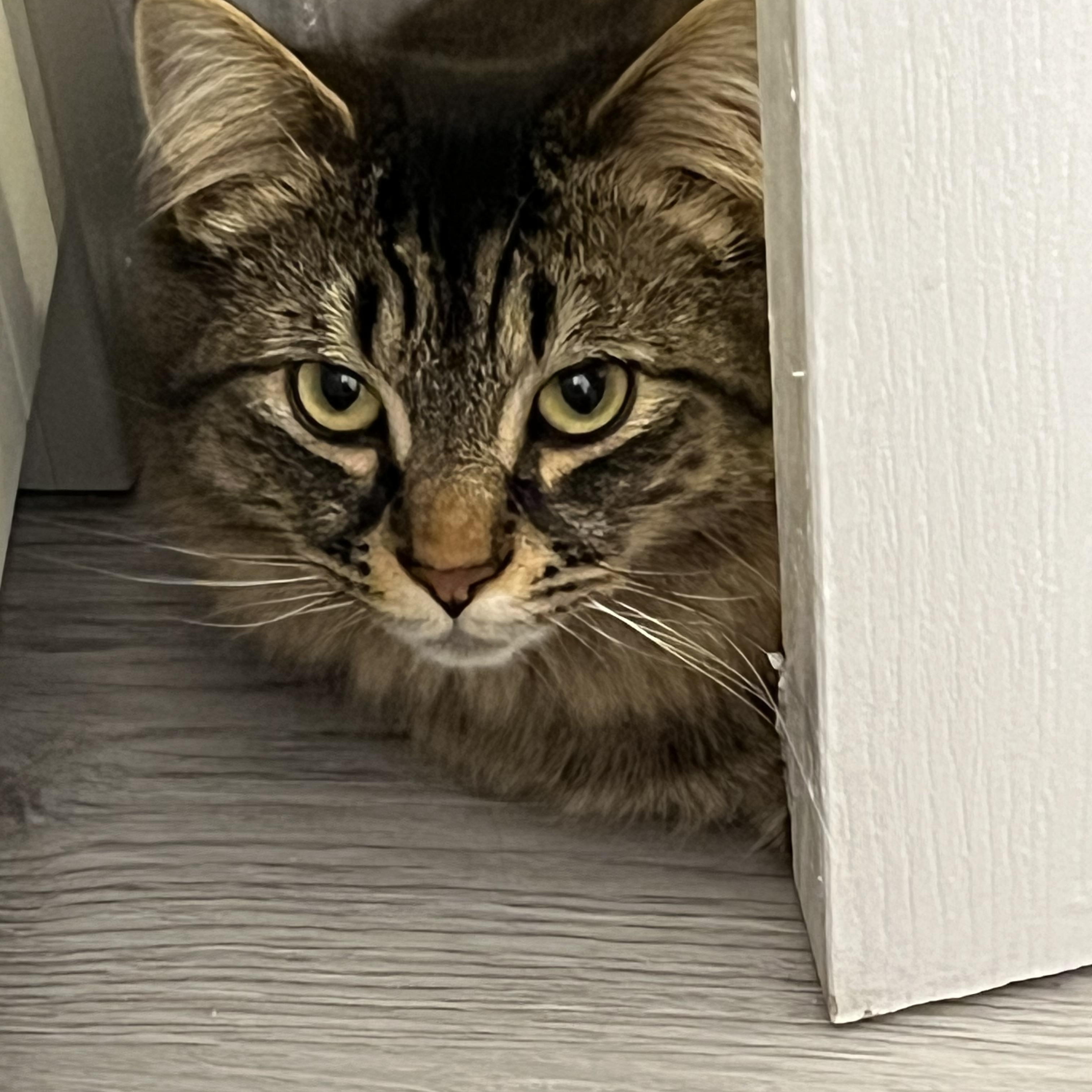 Enlarge Uranus *MUST BE ADOPTED AS A BUDDY CAT*, an adopted Domestic Medium Hair in Toronto, ON image 4/4