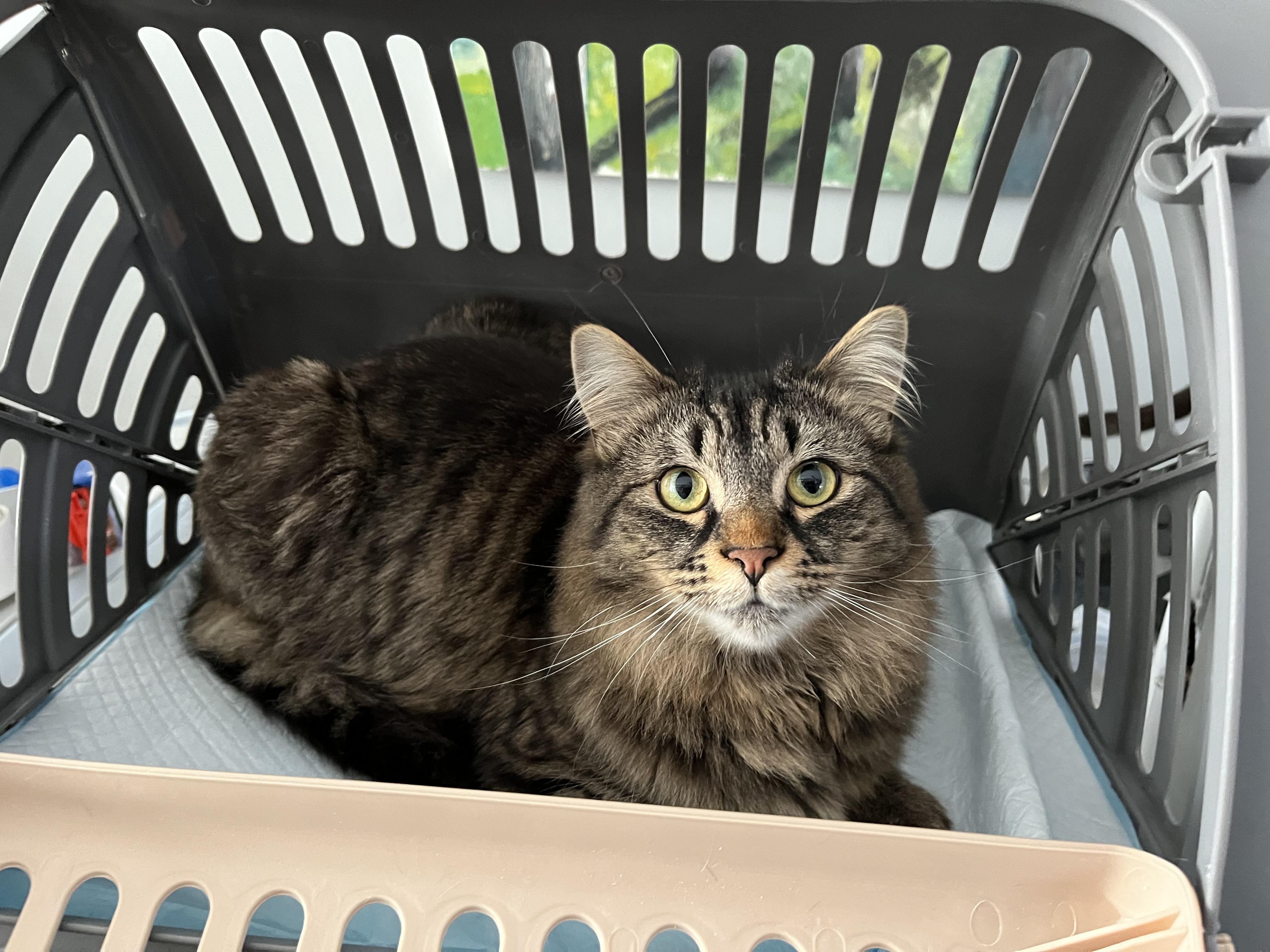 Enlarge Uranus *MUST BE ADOPTED AS A BUDDY CAT*, an adopted Domestic Medium Hair in Toronto, ON image 1/4