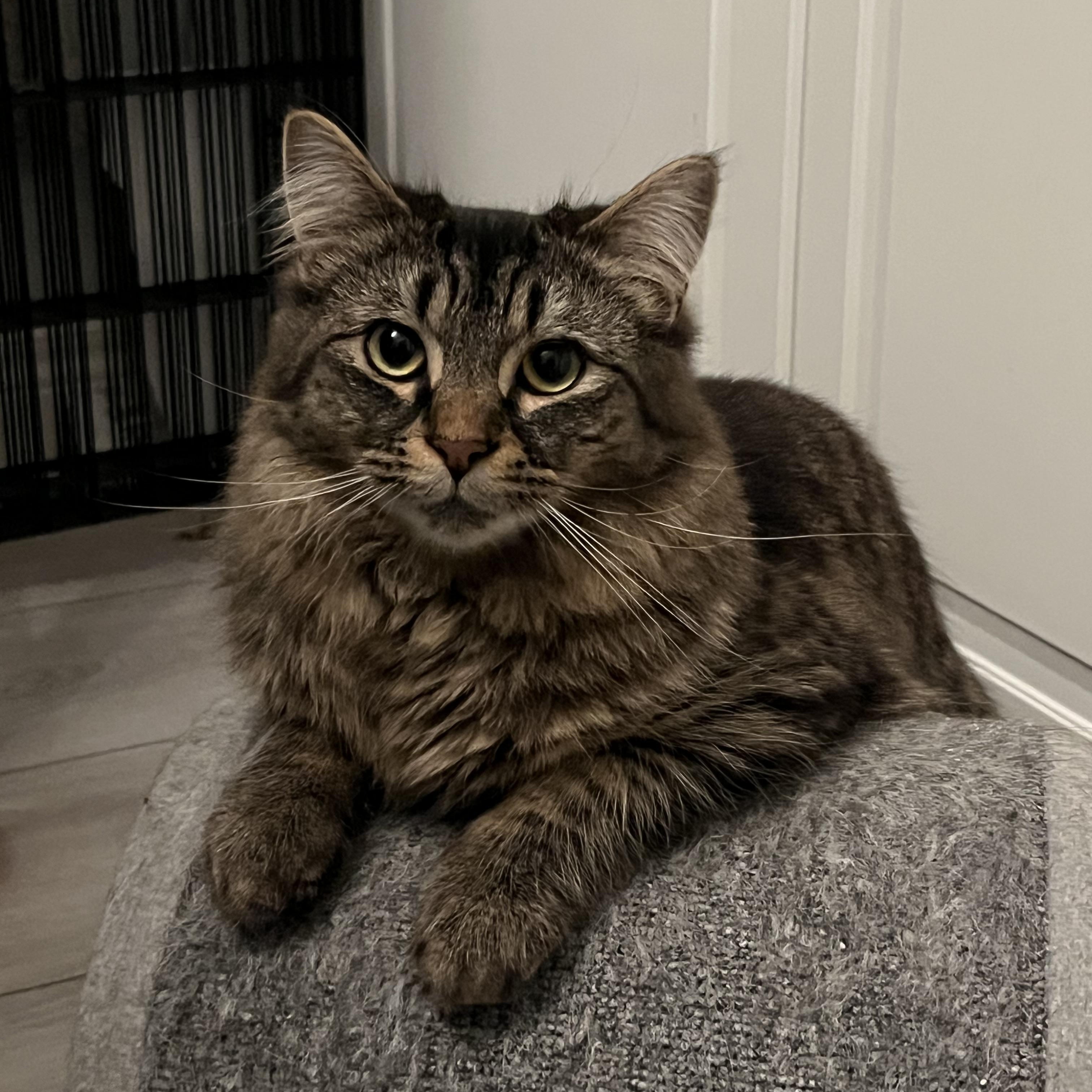 Enlarge Uranus *MUST BE ADOPTED AS A BUDDY CAT*, an adopted Domestic Medium Hair in Toronto, ON image 3/4