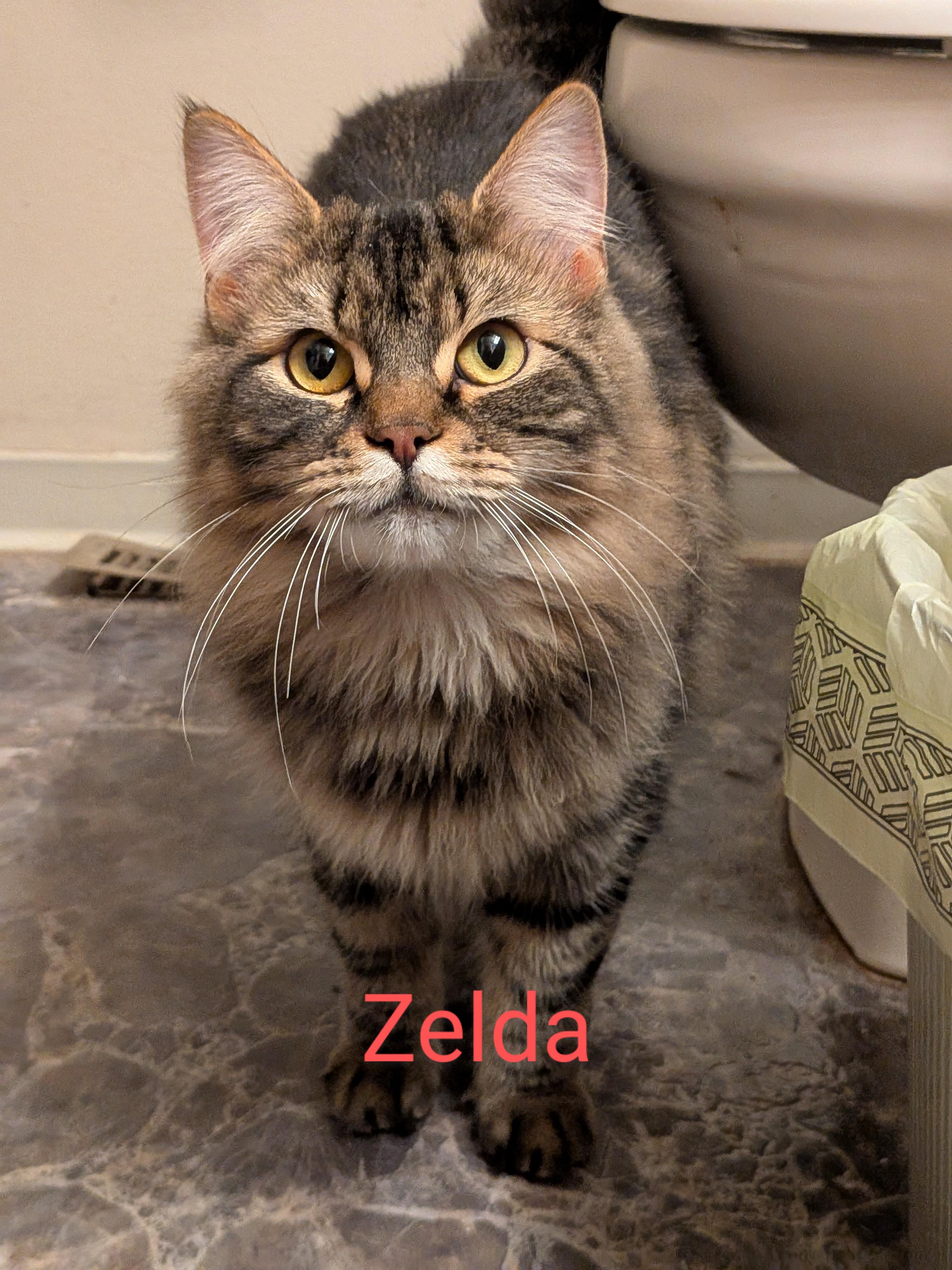 Enlarge Zelda and Mickey, a Adopted Domestic Long Hair in The Dalles, OR image 2/6