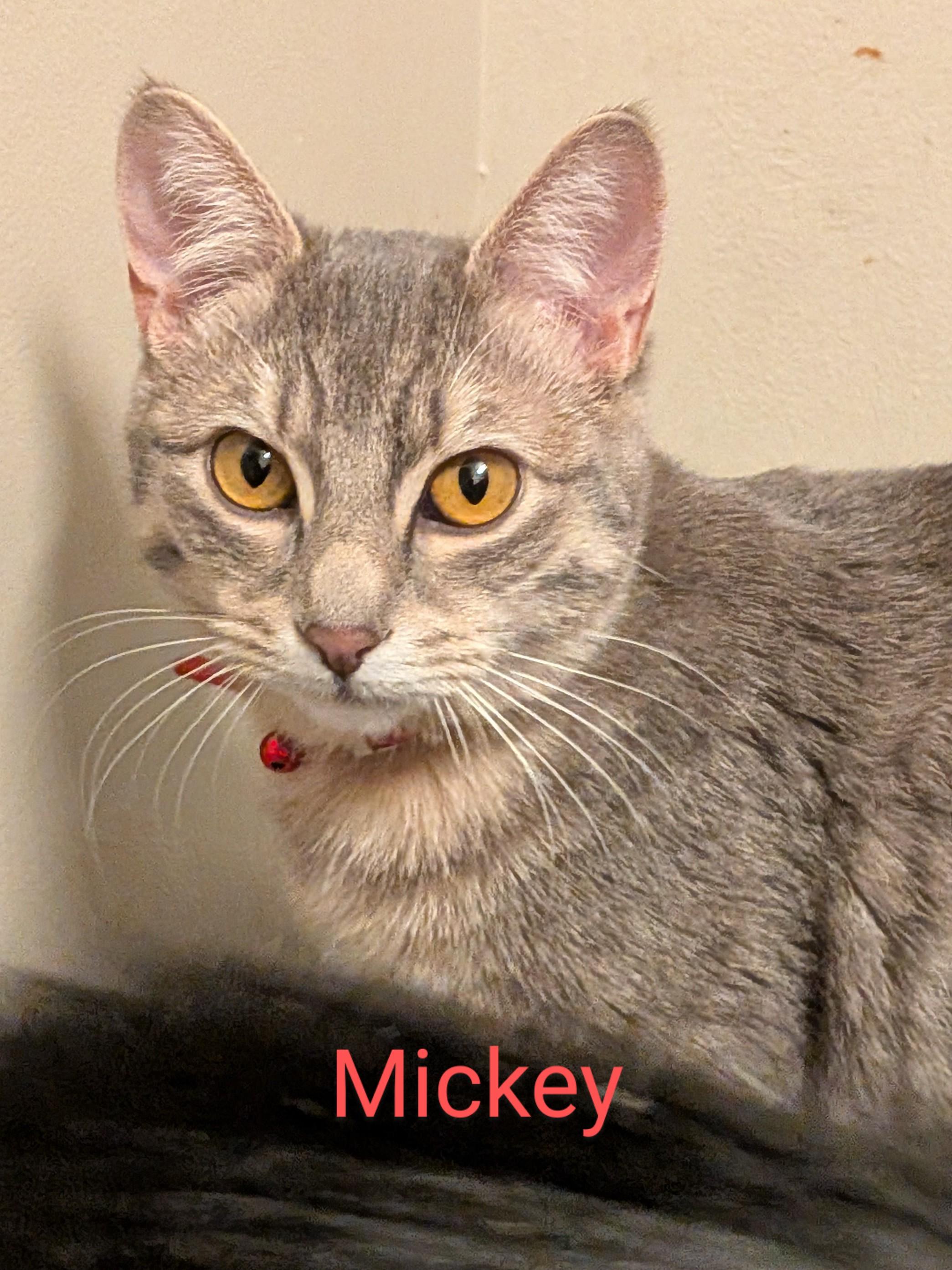 Enlarge Zelda and Mickey, a Adopted Domestic Long Hair in The Dalles, OR image 3/6