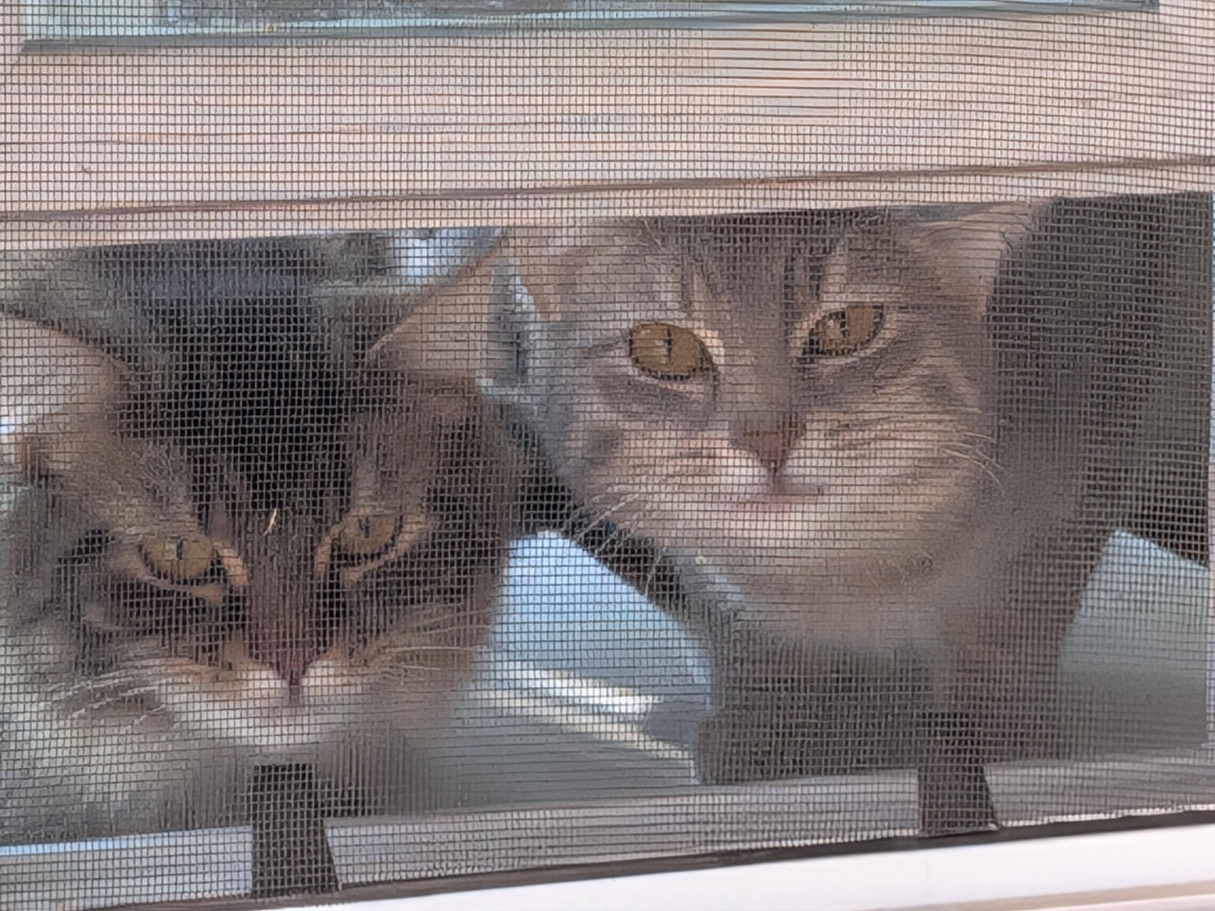 Zelda and Mickey, Adopted, Young Female Domestic Long Hair.