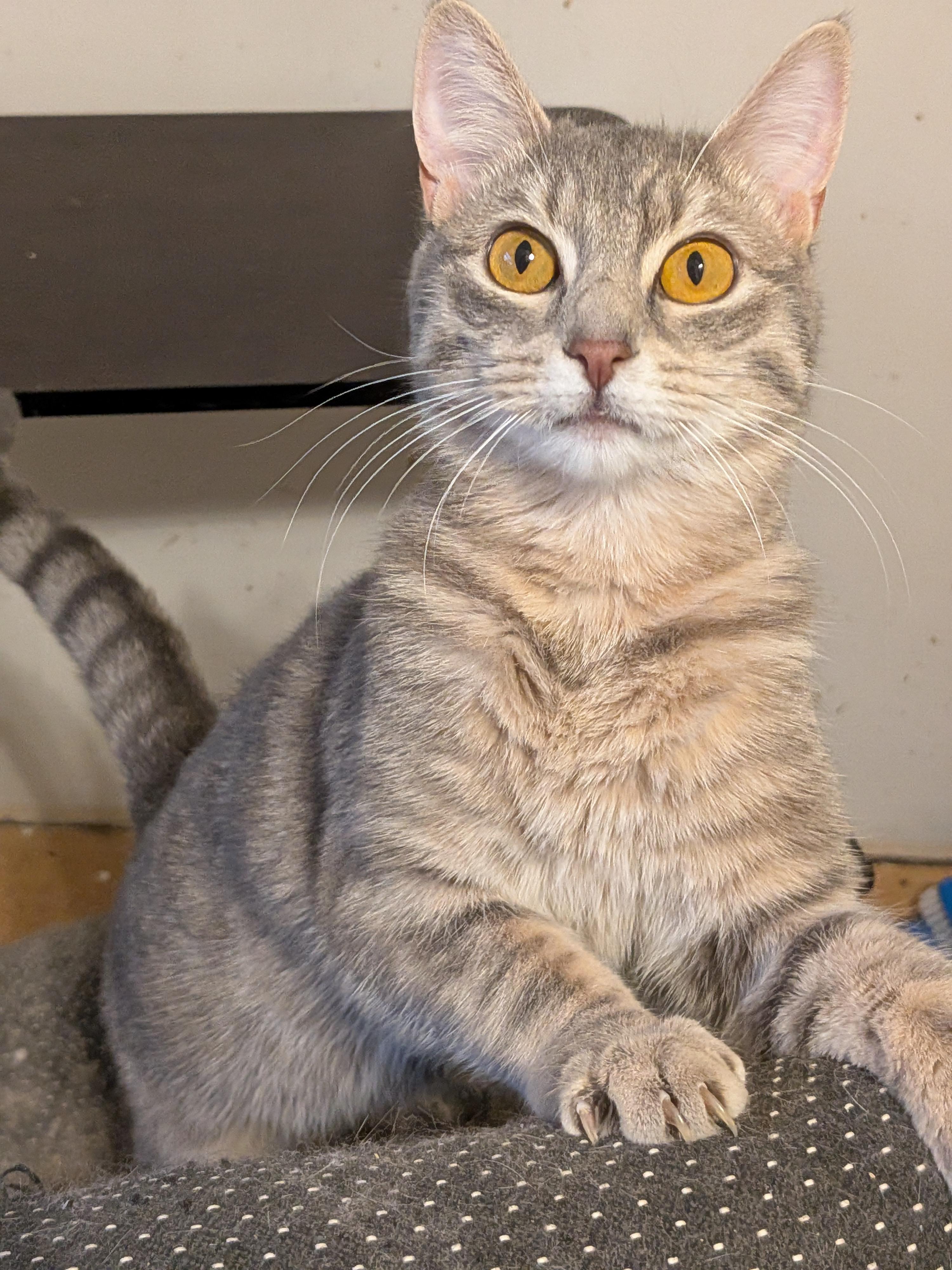 Enlarge Zelda and Mickey, a Adopted Domestic Long Hair in The Dalles, OR image 5/6