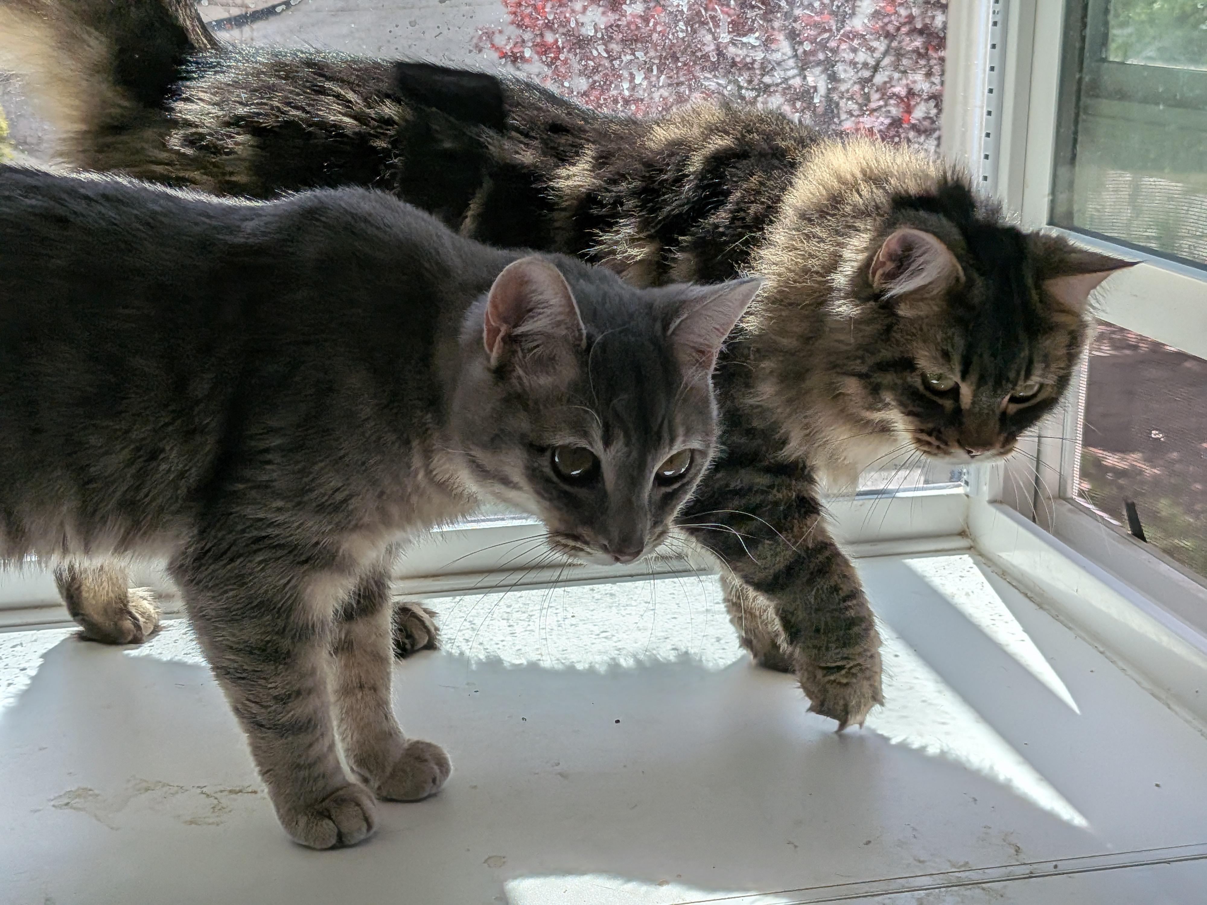 Enlarge Zelda and Mickey, a Adopted Domestic Long Hair in The Dalles, OR image 6/6