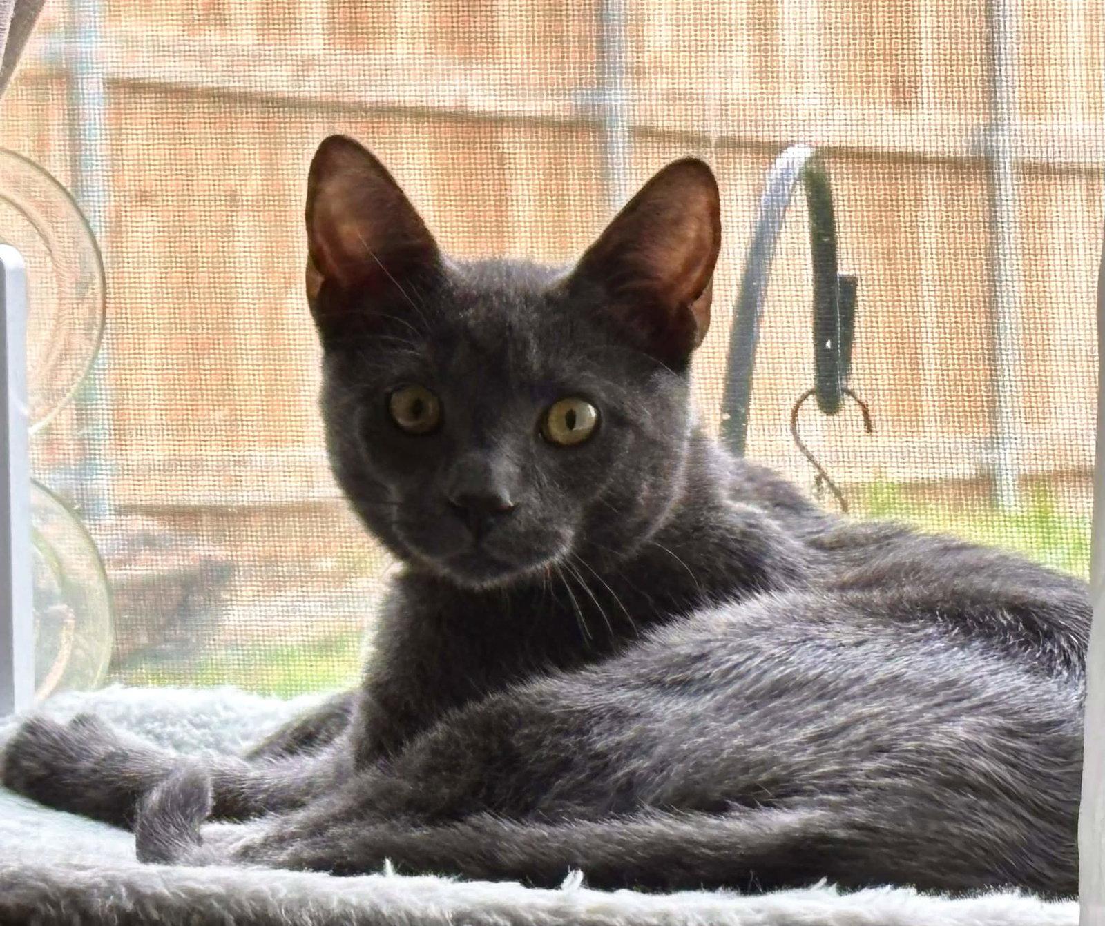 Nelson, Adopted, Young Male Domestic Short Hair.