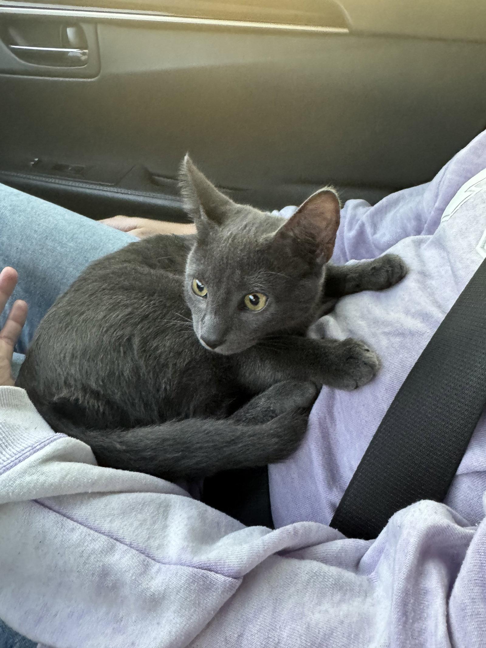 Enlarge Nelson, a Adopted Domestic Short Hair in Fort Worth, TX image 2/3