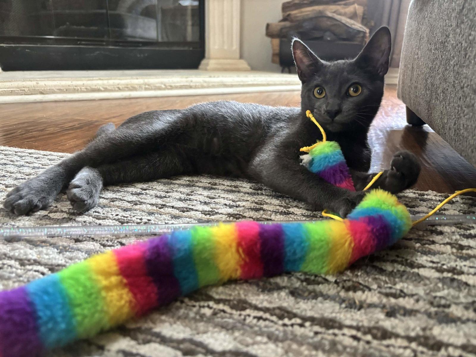 Enlarge Nelson, a Adopted Domestic Short Hair in Fort Worth, TX image 3/3