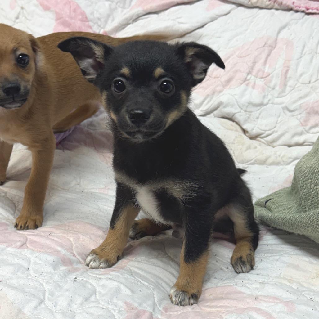 Enlarge Cupid, a Adoptable mixed breed in Pinson, TN image 1/4