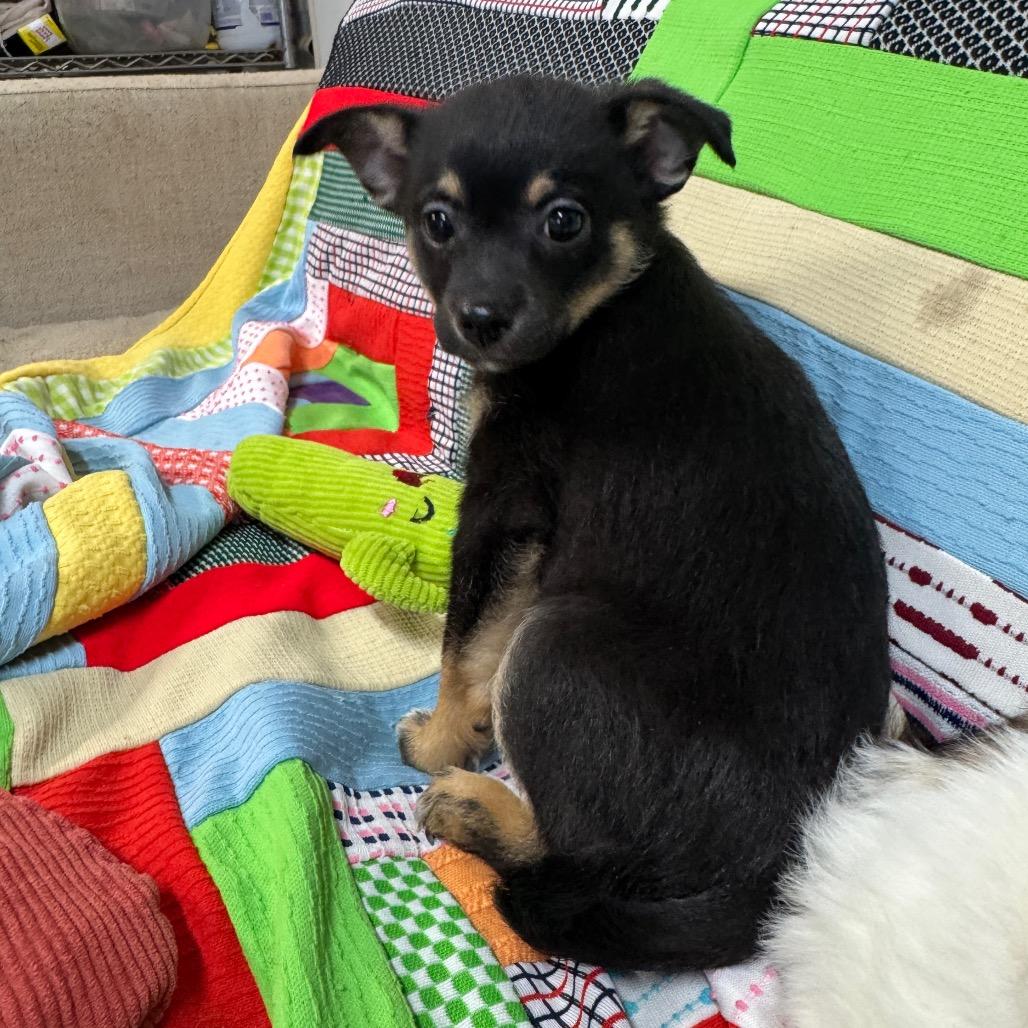 Enlarge Cupid, a Adoptable mixed breed in Pinson, TN image 2/4