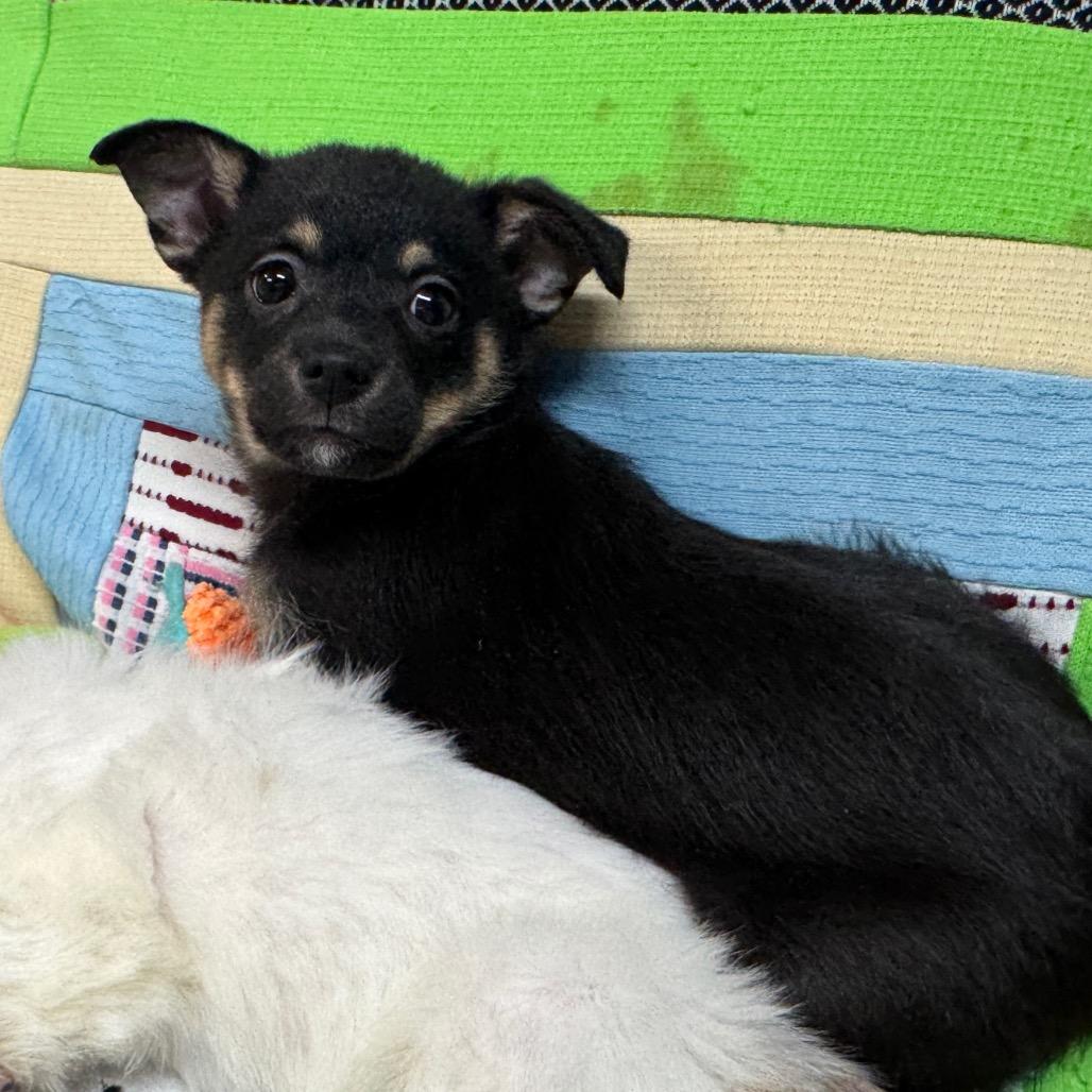 Enlarge Cupid, a Adoptable mixed breed in Pinson, TN image 3/4