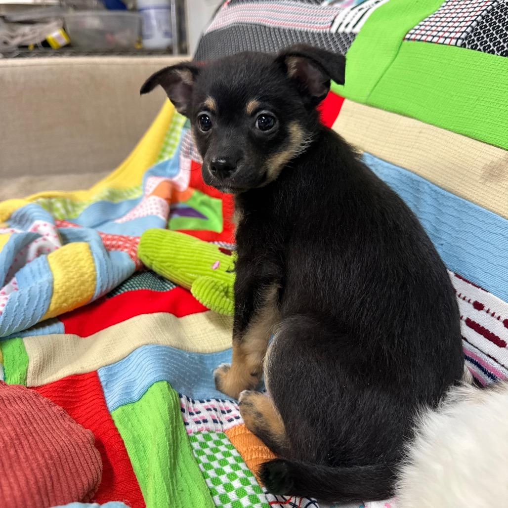 Enlarge Cupid, a Adoptable mixed breed in Pinson, TN image 4/4