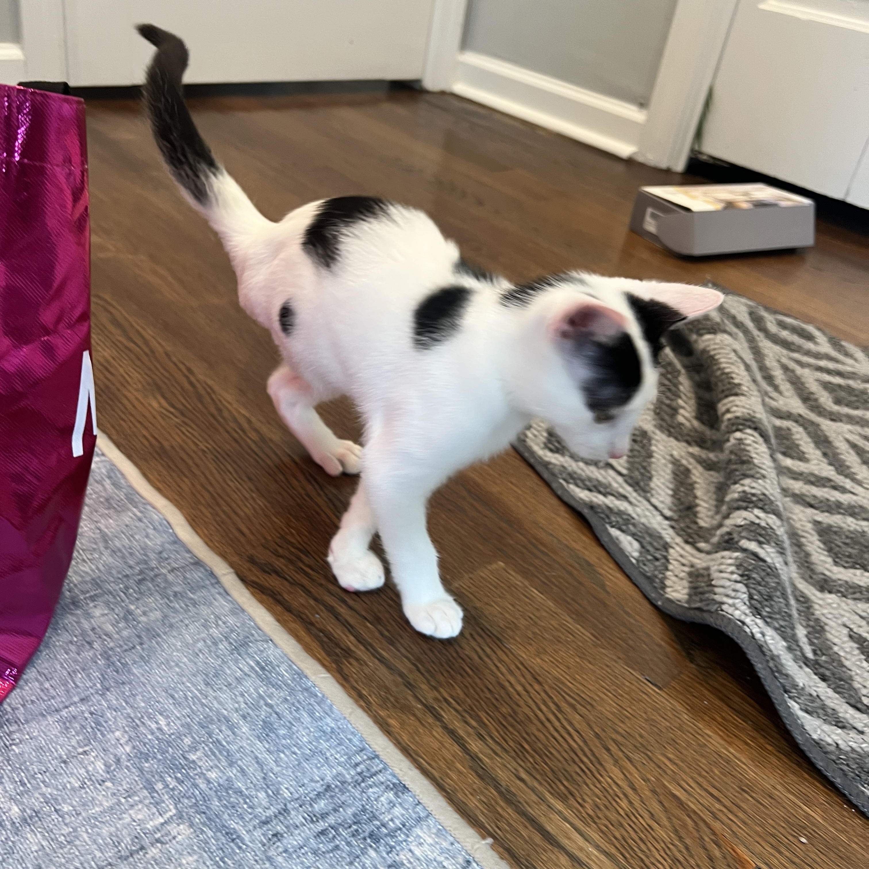 Enlarge Tarzan, a Adopted Domestic Short Hair in Morristown, NJ image 2/5