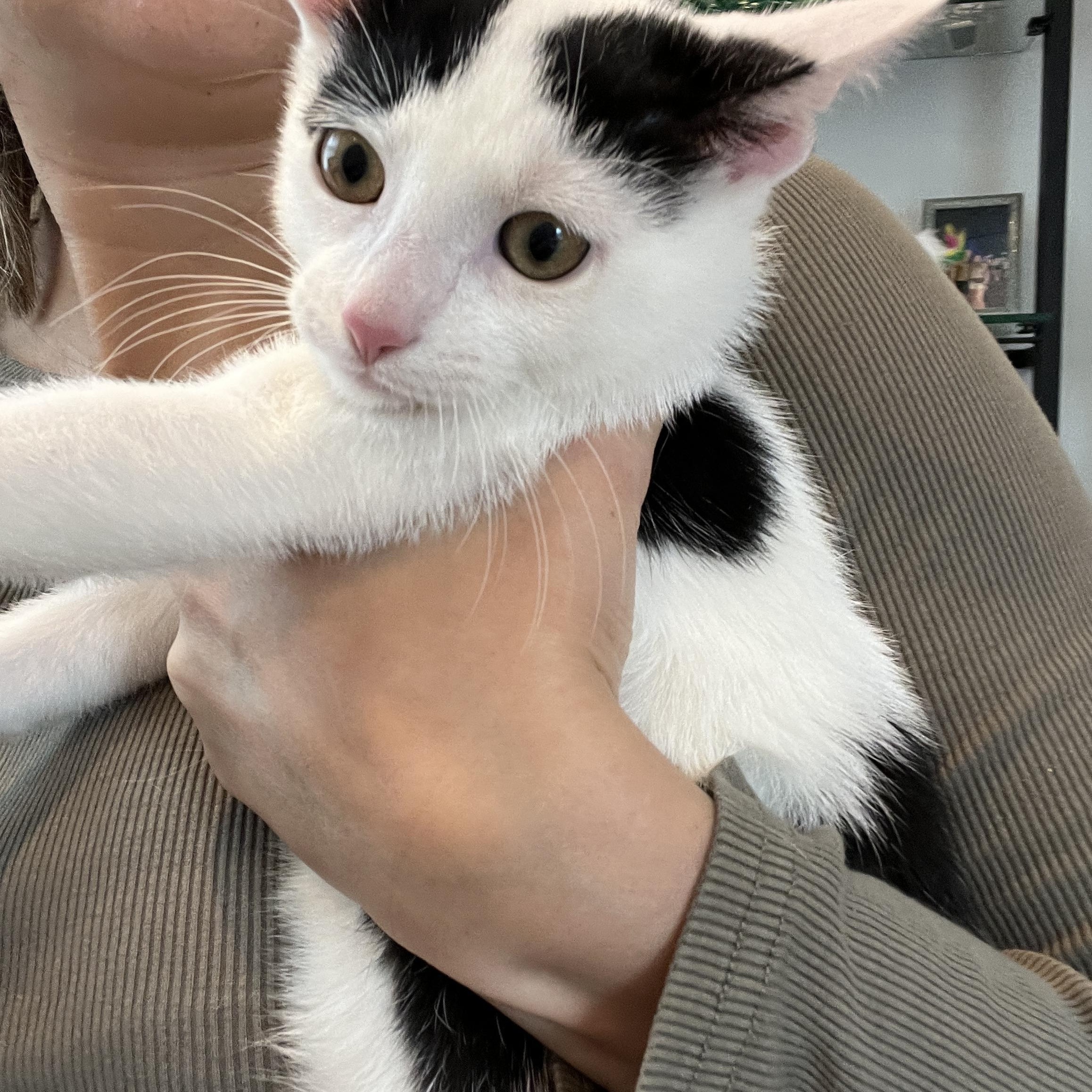 Enlarge Tarzan, a Adopted Domestic Short Hair in Morristown, NJ image 3/5