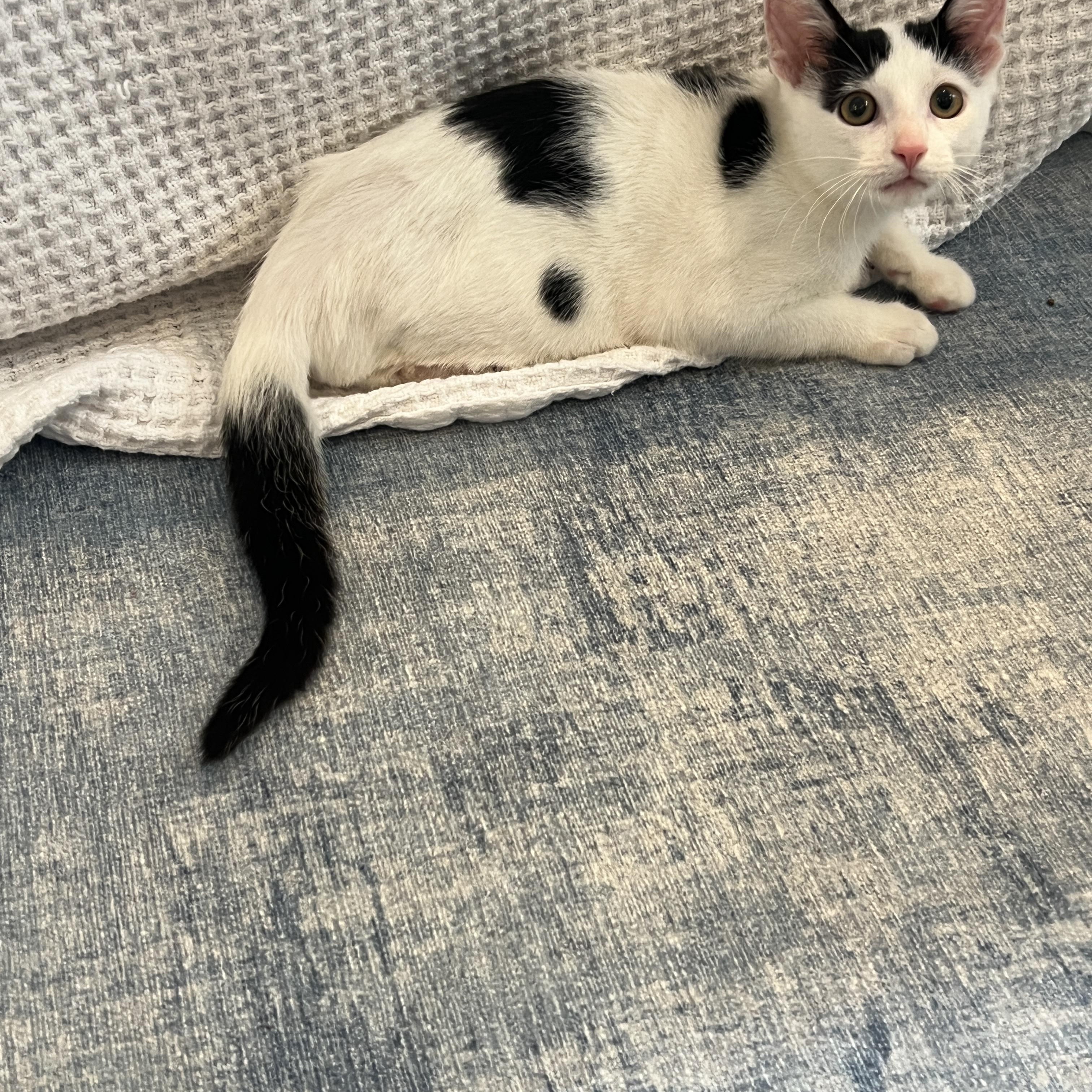Enlarge Tarzan, a Adopted Domestic Short Hair in Morristown, NJ image 4/5