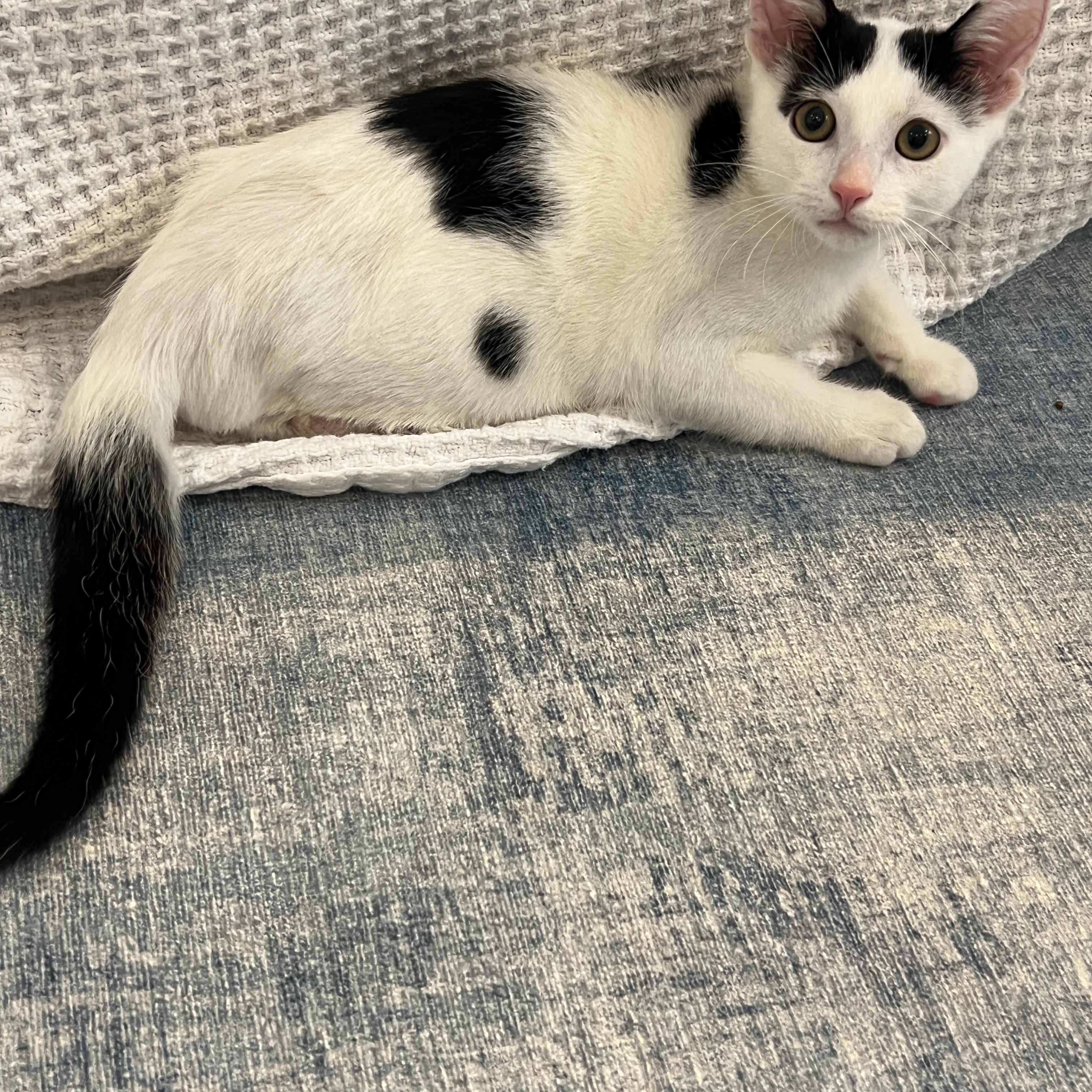 Enlarge Tarzan, a Adopted Domestic Short Hair in Morristown, NJ image 1/5