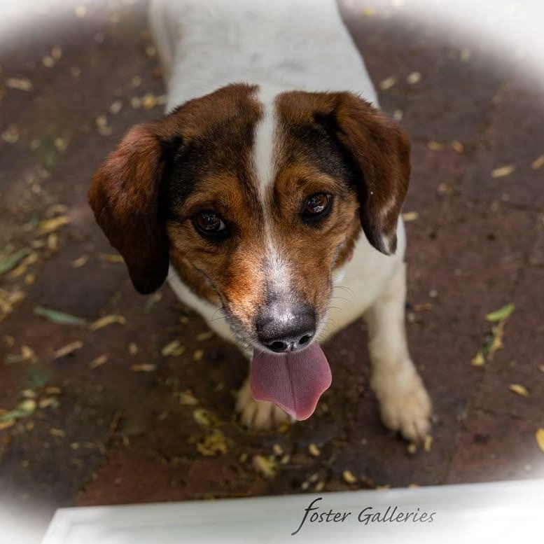 Tilly, ADOPTABLE, Adult Female Beagle & Jack Russell Terrier.