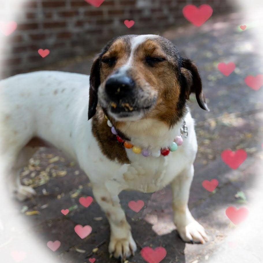 Tilly, a ADOPTABLE mixed breed in Greeneville, TN image 4/5