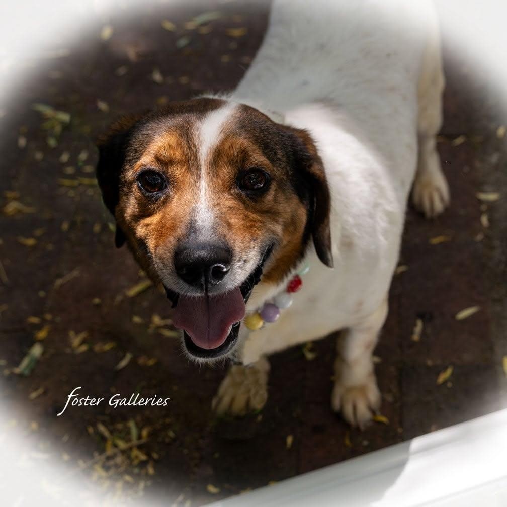 Tilly, a ADOPTABLE mixed breed in Greeneville, TN image 3/5