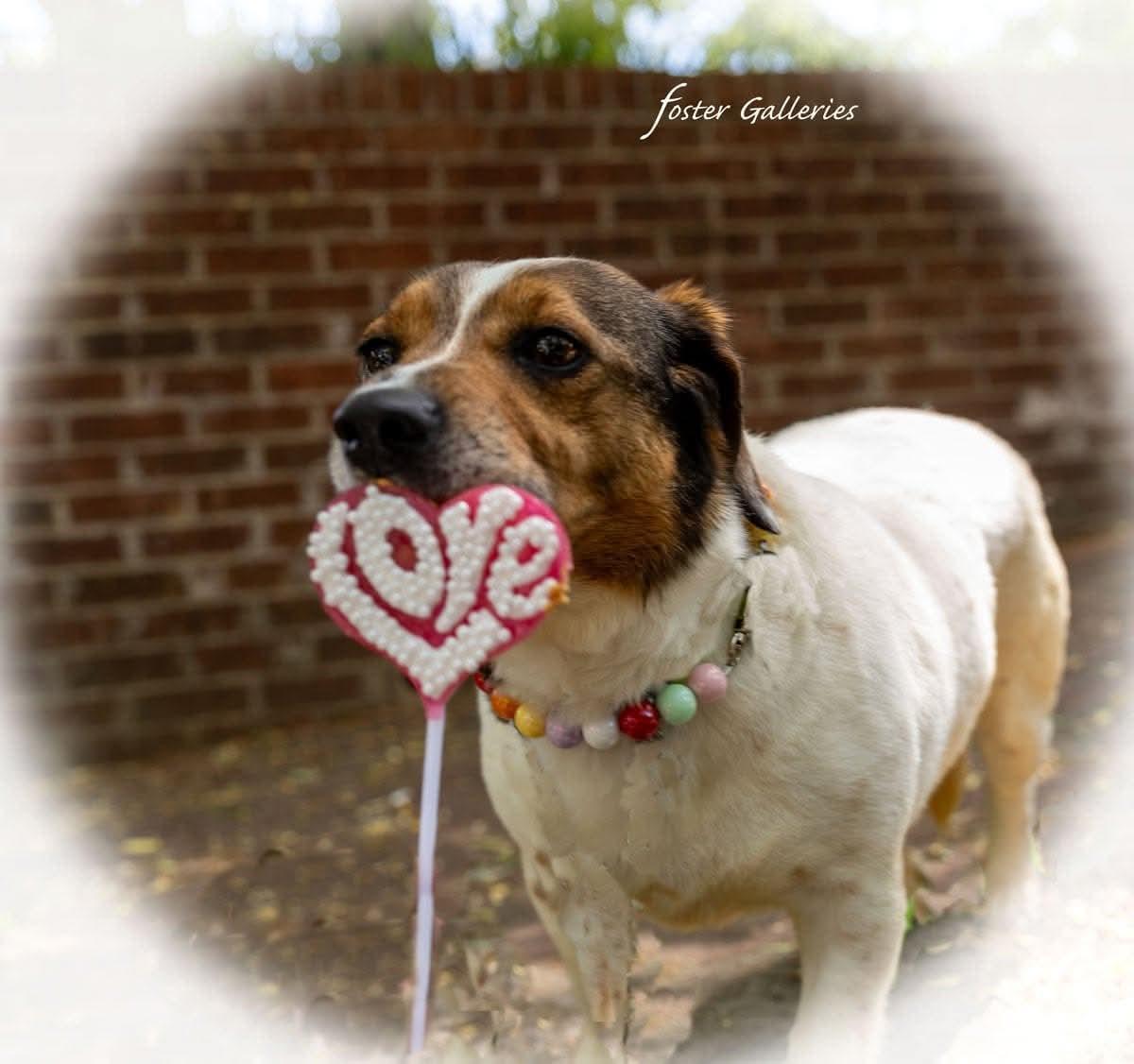 Enlarge Tilly, a Adoptable mixed breed in Greeneville, TN image 6/6